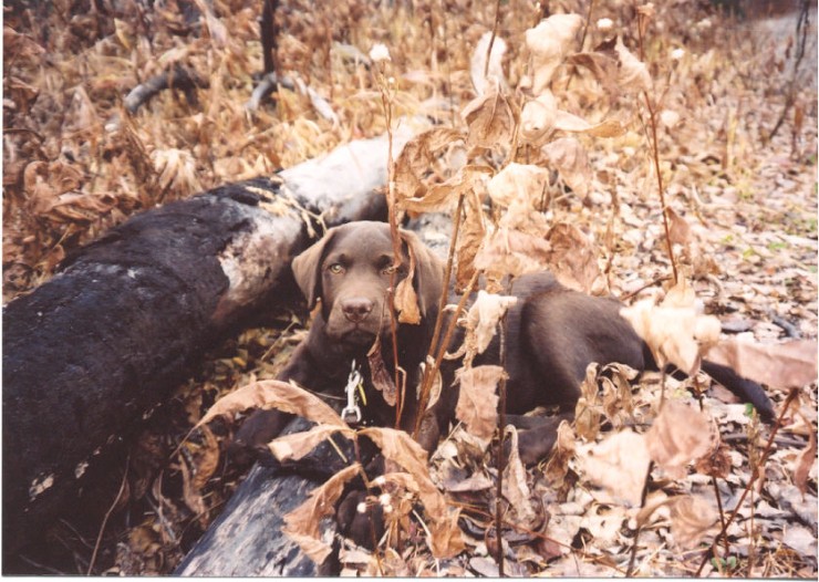 Hugo - 15 weeks - Kananaskis.jpg